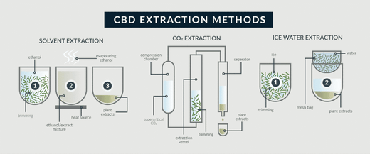 Understanding CBD Extraction: Methods, Safety, and Quality Assurance