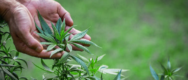 Unveiling the Healing Power of Hemp Leaves in India Cannamix
