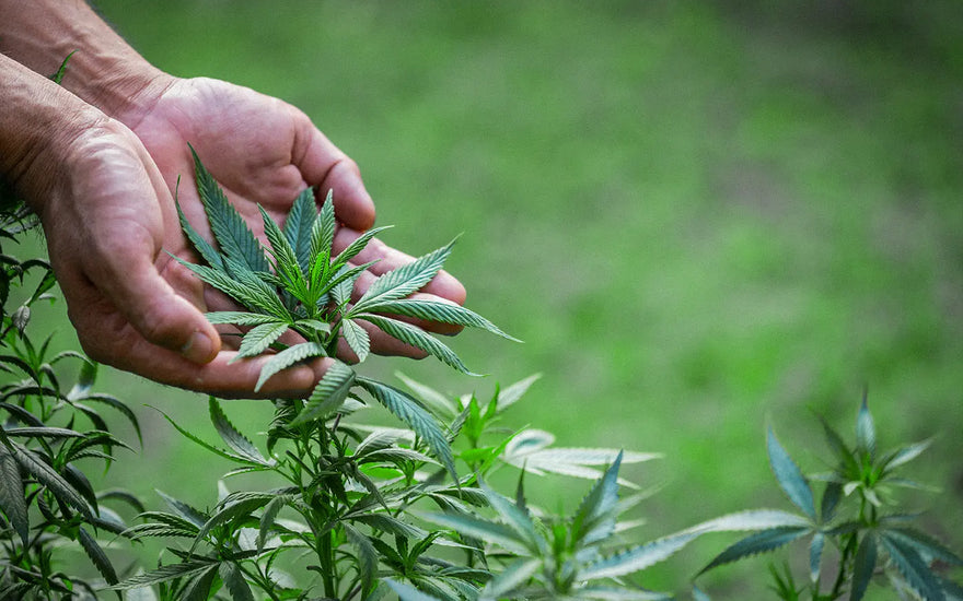 Unveiling the Healing Power of Hemp Leaves in India Cannamix