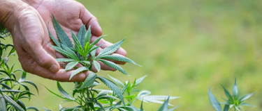 Unveiling the Healing Power of Hemp Leaves in India